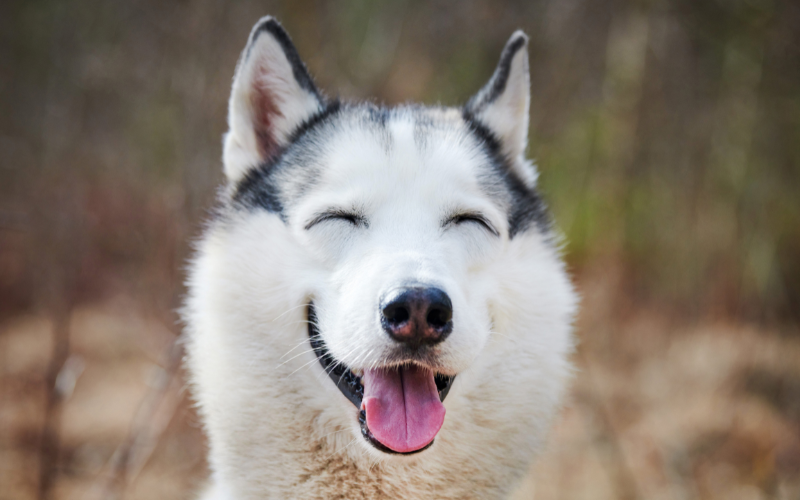 Top 10 des avantages de garder des animaux
