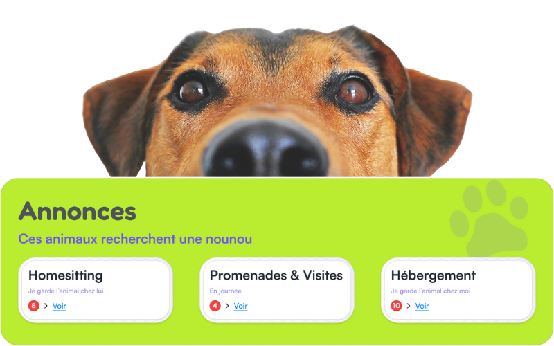 Tuto : Consulter ou déposer une annonce de garde d'animal sur le site Mon Bibou