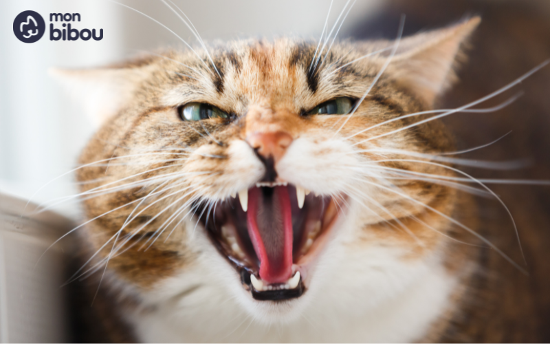 Savoir reconnaître les signes de stress chez mon chat, trouver leur cause et y remédier.