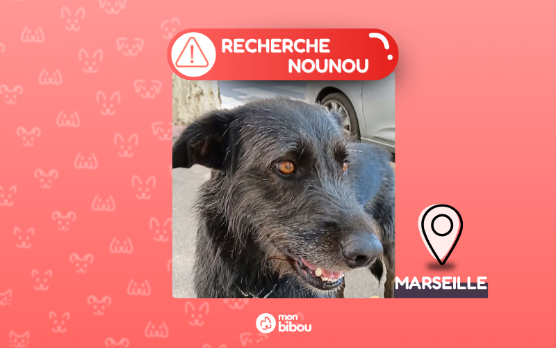 garde urgente chien Marseille - Cause hospitalisation