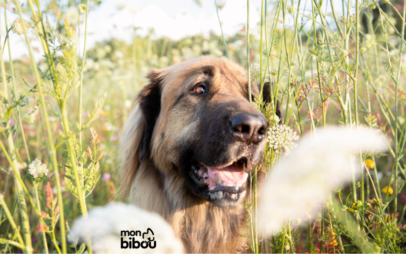 Nos 5 conseils essentiels pour protéger votre chien des dangers du mois de juin
