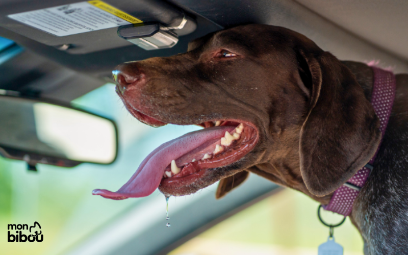 Comment aider un animal enfermé en plein soleil dans une voiture ?