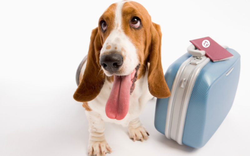 Guide du matériel à prévoir pour un chien hébergé quelques jours chez un petsitter