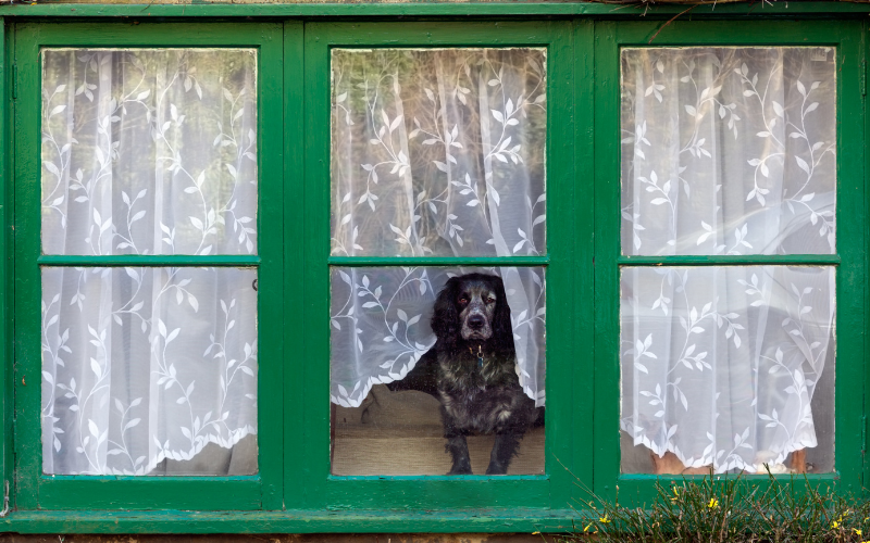 Rentrée 2025 : Comment éviter le blues de septembre chez votre animal de compagnie (et booster son bien-être au quotidien)