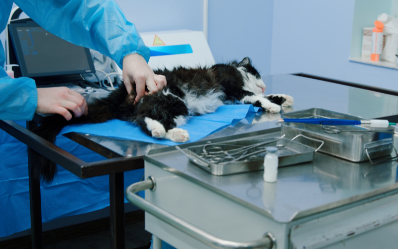 Faut-il stériliser les chats mâles ? 5 vérités et 5 contre-vérités à connaître