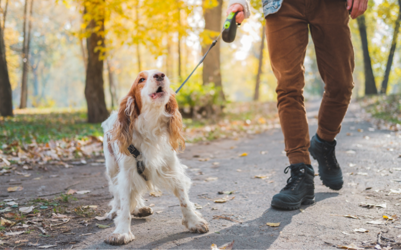 Comment éviter que mon chien ne tire en laisse ? 12 astuces à connaitre