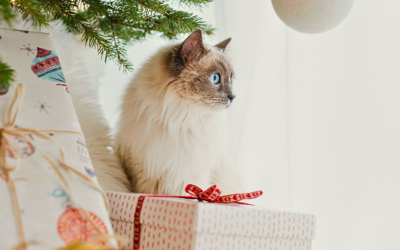 Offrir 1 an de gardes gratuites : le cadeau original et solidaire qui fait plaisir à tous les propriétaires d'animaux