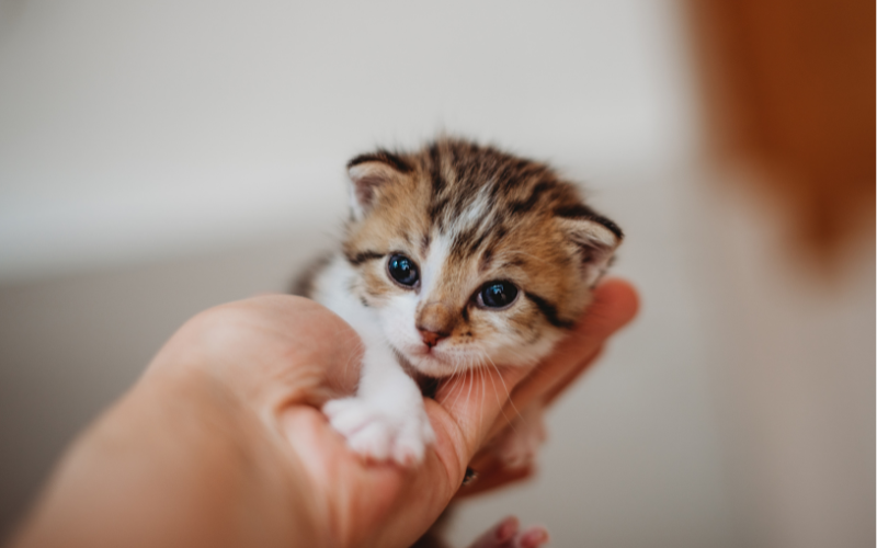 Quel prénom donner à mon animal en 2026 ? Voici notre sélection pour les chats, chiens, lapins et chevaux !