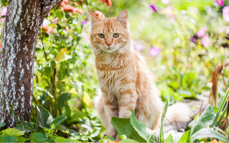 Mon chat sort à l’extérieur : comment assurer son bien-être et sa sécurité
