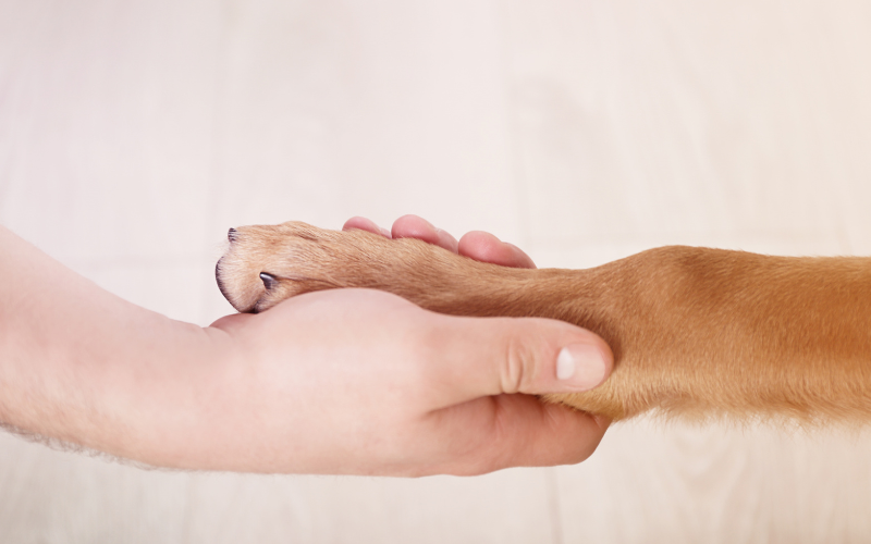 Kiweeto et Mon Bibou : des solutions complémentaires pour héberger les animaux