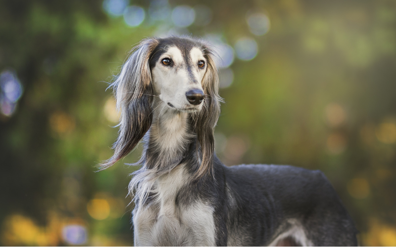Comment préparer mon chien à des vacances chez une nounou ?