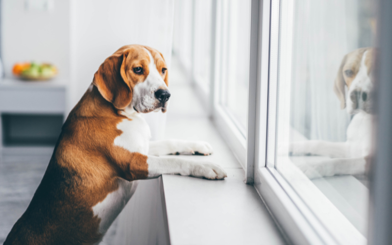 Hyperattachement du chien : comprendre ce trouble du comportement pour aider son animal
