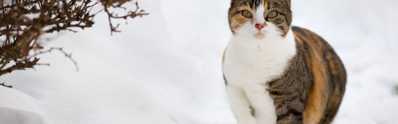 Comment aider les chats libres à lutter contre le froid ?
