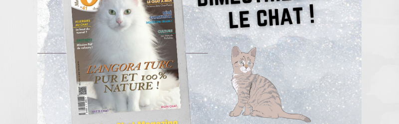 Matou Chat, le magazine français 100% dédié aux chats