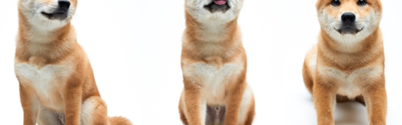 Le shiba inu, chien à la mode : comprendre sa nature de chien primitif avant un achat ou une adoption