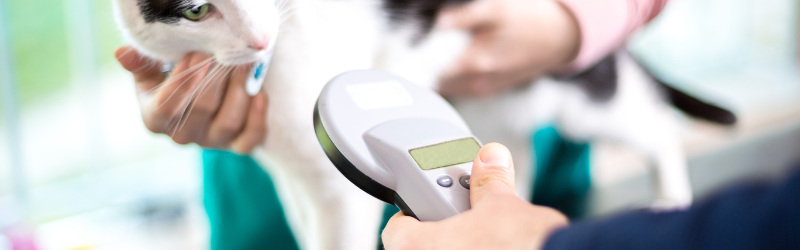 Pourquoi il faut faire identifier son chien ou son chat ? Preuves avec le baromètre 2023 de l'I-Cad