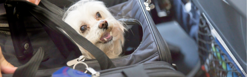 Pourquoi une nouvelle compagnie aérienne organise des voyages sur-mesure pour nos chiens