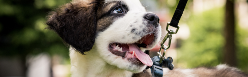 La promenade des chiens en France, Suisse et Belgique : Le Guide Complet