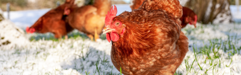 Comment préparer ses poules pour l'hiver ? Les 3 choses à absolument savoir.