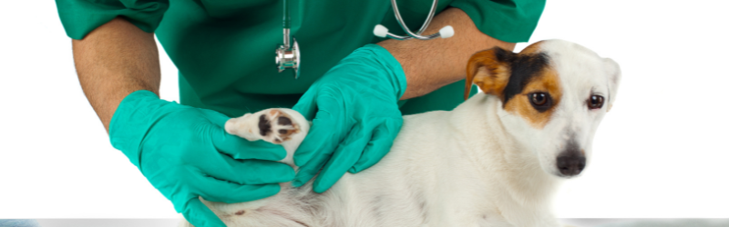 Comment éviter d'avoir un chiot avec une dysplasie de hanche : nos 4 conseils