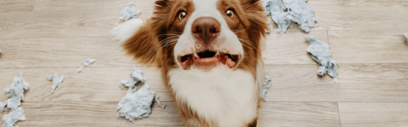 L'anxiété de séparation du chiot, comment l'éviter ? Les 6 conseils de Mon Bibou