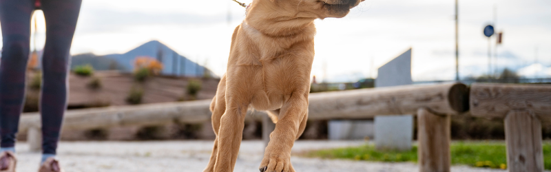 Comment éviter que mon chien ne tire en laisse ? 12 astuces à connaitre