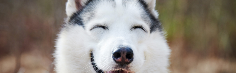 Top 10 des avantages de garder des animaux