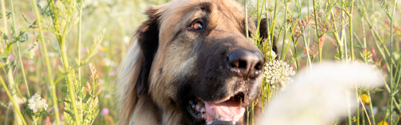 Nos 5 conseils essentiels pour protéger votre chien des dangers du mois de juin