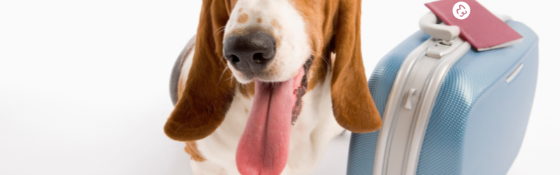 Guide du matériel à prévoir pour un chien hébergé quelques jours chez un petsitter