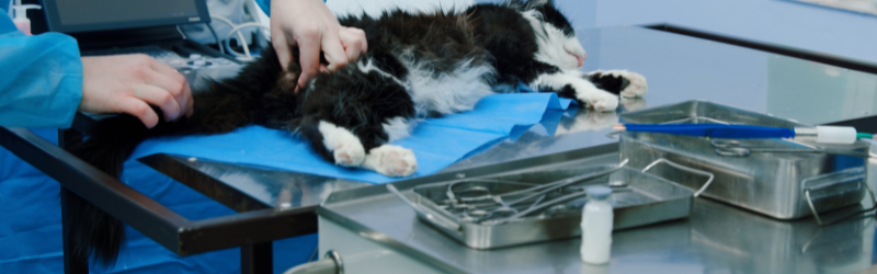 Faut-il stériliser les chats mâles ? 5 vérités et 5 contre-vérités à connaître