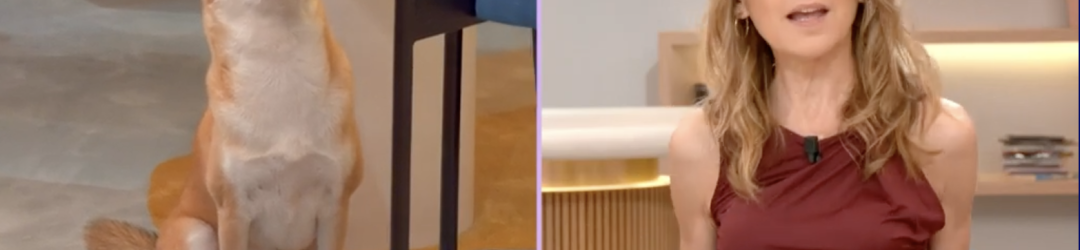 Bonjour La Matinale de TF1 présente le modèle solidaire de gardes d'animaux Mon Bibou