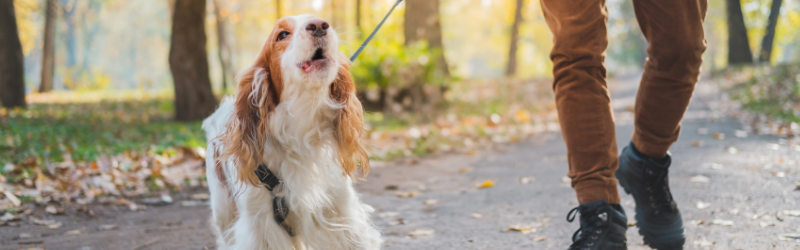 Comment éviter que mon chien ne tire en laisse ? 12 astuces à connaitre