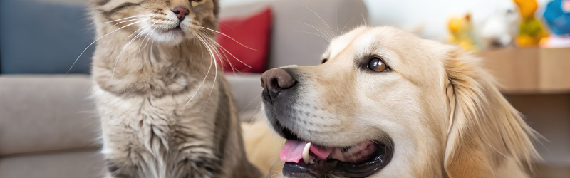 Les 5 Secrets du Bien-Être des Animaux de Compagnie : Astuces Essentielles pour un bibou Heureux au Quotidien