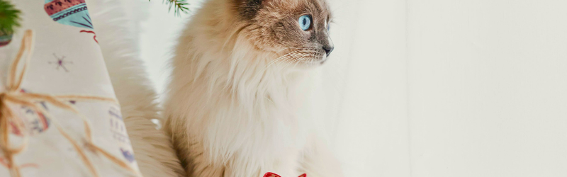 Vous cherchez une idée de cadeau utile pour un propriétaire d'animal ? Voici celui dont tous raffolent !