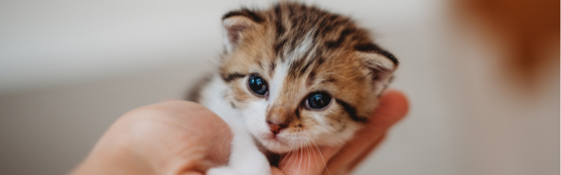 Quel prénom donner à mon animal en 2026 ? Voici notre sélection pour les chats, chiens, lapins et chevaux !