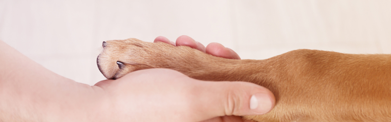 Kiweeto et Mon Bibou : des solutions complémentaires pour héberger les animaux