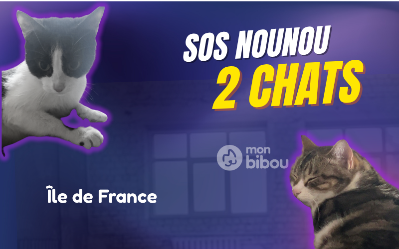 SOS garde 2 chats en hébergement sur l'Ile de France