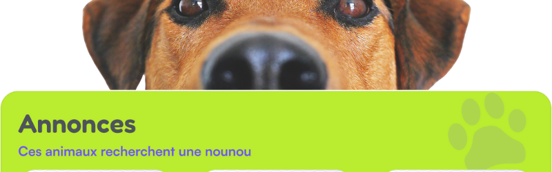 Tuto : Consulter ou déposer une annonce de garde d'animal sur le site Mon Bibou
