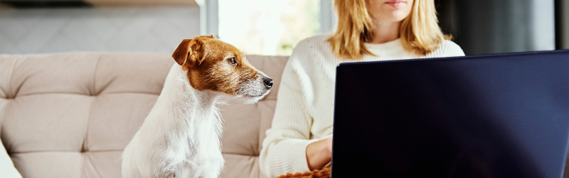 Vous cherchez un cadeau attentionné pour un propriétaire d'animal ? Voici celui dont tous raffolent !