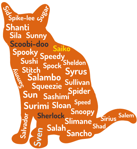 Prénoms masculins pour chats à consonance anglaise