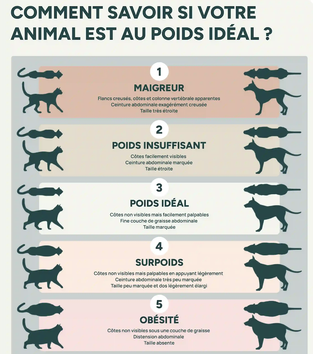 comment savoir si votre animal est au poids idéal