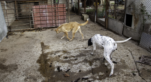 chiens de chasse souffrant de stress physique et thermique dans un chenil rudimentaire