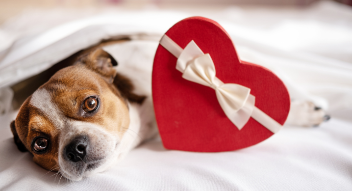 chien avec un cadeau en forme de coeur