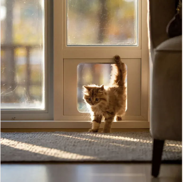  porte-fenêtre avec chatière intégrée