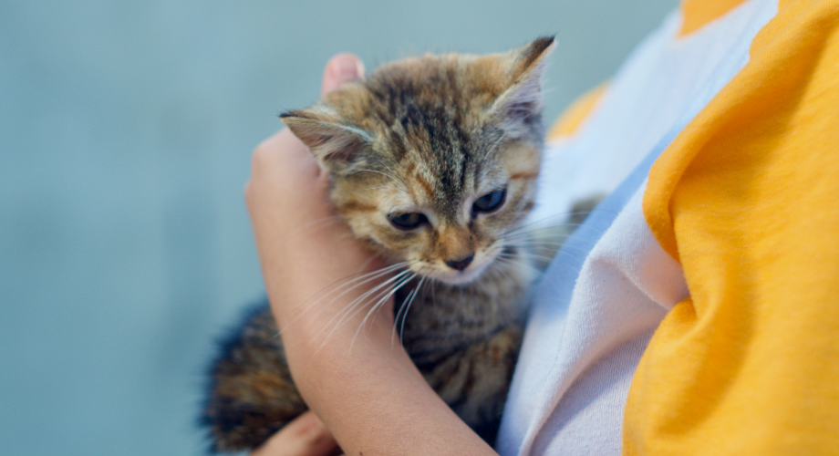accueillir un chat en attente d'adoption