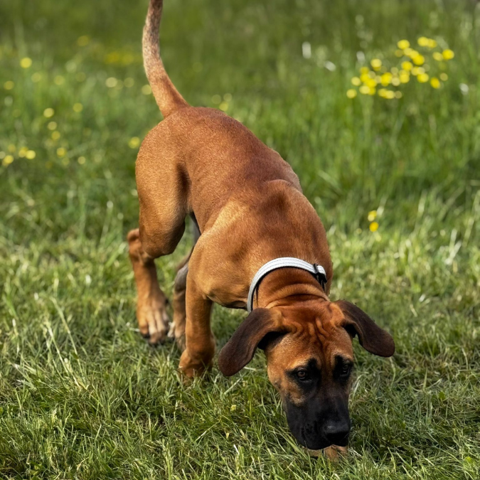 chien de couleur fauve reniflant l'herbe