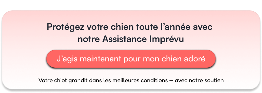 Protégez votre chien avec notre assistance imprévu sur toute l’année