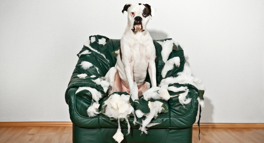 chien destructeur