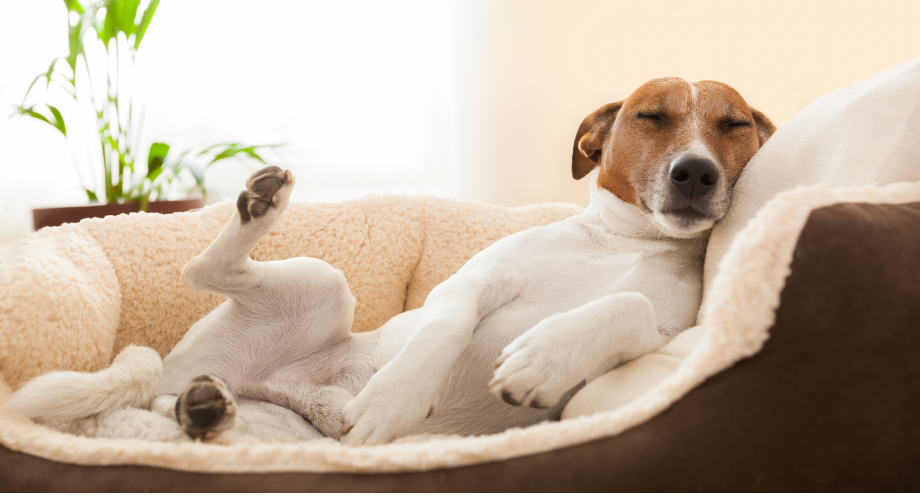 chien détendu dans son panier