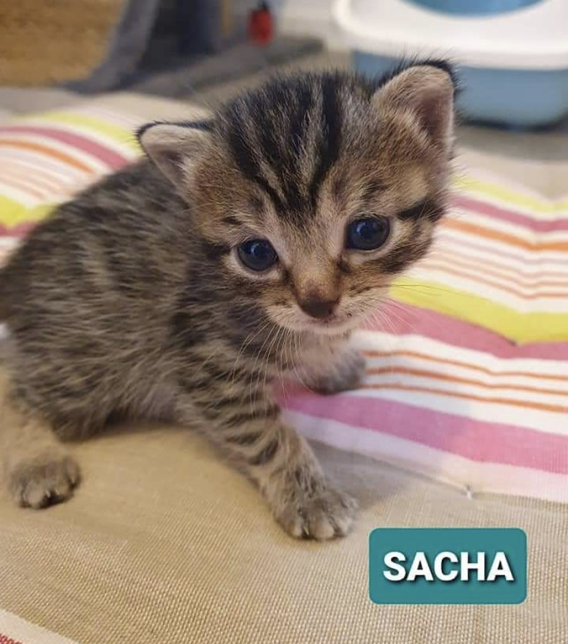 chaton tigrée aux yeux bleus appelé Sacha